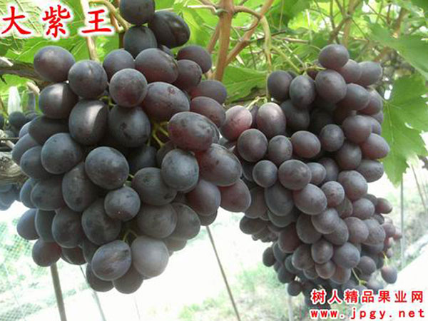 大(dà)紫王
