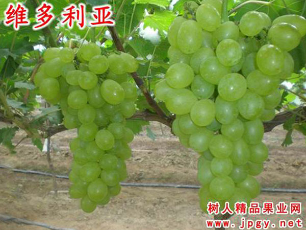 維多(duō)利亞