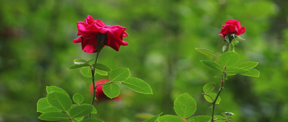 花(huā)卉林(lín)木(mù)類