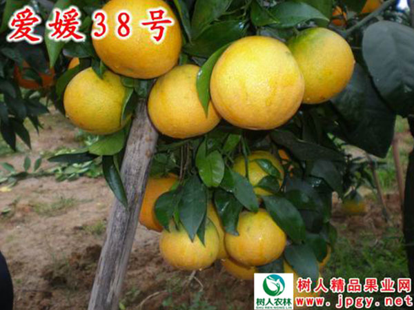 早熟蜜桔熟了(le) 等你(nǐ)來(lái)撩