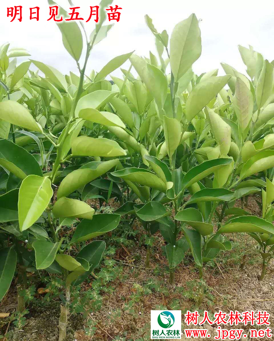 長沙市順世農林科技有限公司,湖(hú)南(nán)柑橘品種銷售,中國(guó)果樹(shù)網,常綠(lǜ)果樹(shù)類哪裡(lǐ)好(hǎo)