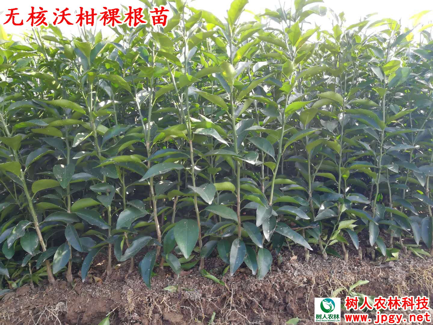 長沙市順世農林科技有限公司,湖(hú)南(nán)柑橘品種銷售,中國(guó)果樹(shù)網,常綠(lǜ)果樹(shù)類哪裡(lǐ)好(hǎo)
