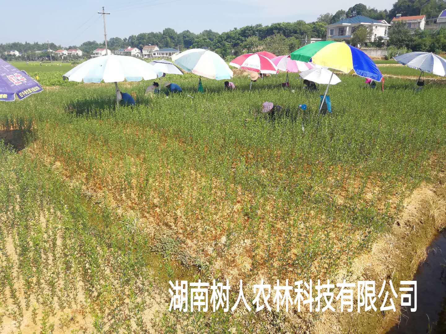 樹(shù)人(rén)公司500萬株柑橘苗秋季嫁接正式開(kāi)始了(le)