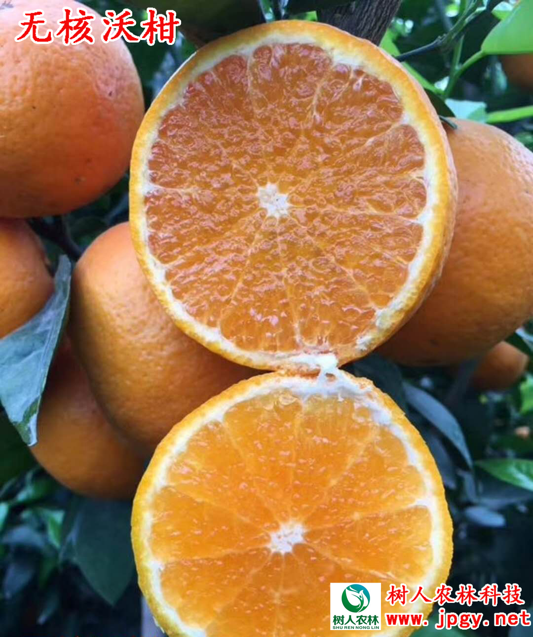 無核沃柑