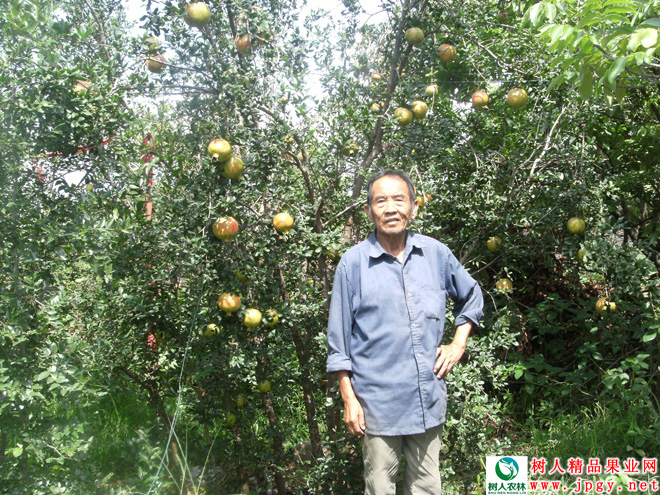 長沙市順世農林科技有限公司,湖(hú)南(nán)柑橘品種銷售,中國(guó)果樹(shù)網,常綠(lǜ)果樹(shù)類哪裡(lǐ)好(hǎo)