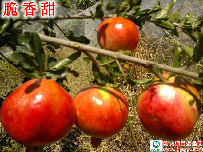 長沙市順世農林科技有限公司,湖(hú)南(nán)柑橘品種銷售,中國(guó)果樹(shù)網,常綠(lǜ)果樹(shù)類哪裡(lǐ)好(hǎo)