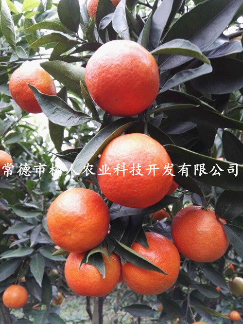 政策咨詢