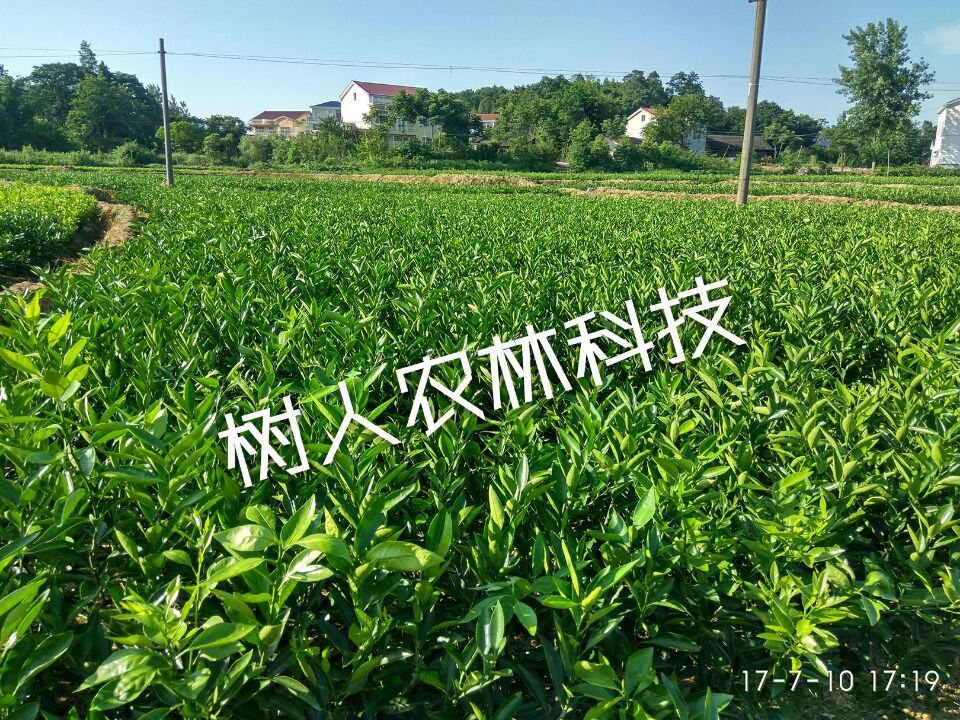 長沙市順世農林科技有限公司,湖(hú)南(nán)柑橘品種銷售,中國(guó)果樹(shù)網,常綠(lǜ)果樹(shù)類哪裡(lǐ)好(hǎo)