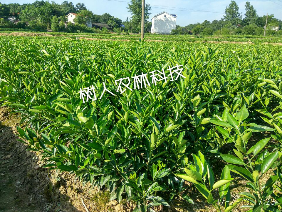 長沙市順世農林科技有限公司,湖(hú)南(nán)柑橘品種銷售,中國(guó)果樹(shù)網,常綠(lǜ)果樹(shù)類哪裡(lǐ)好(hǎo)