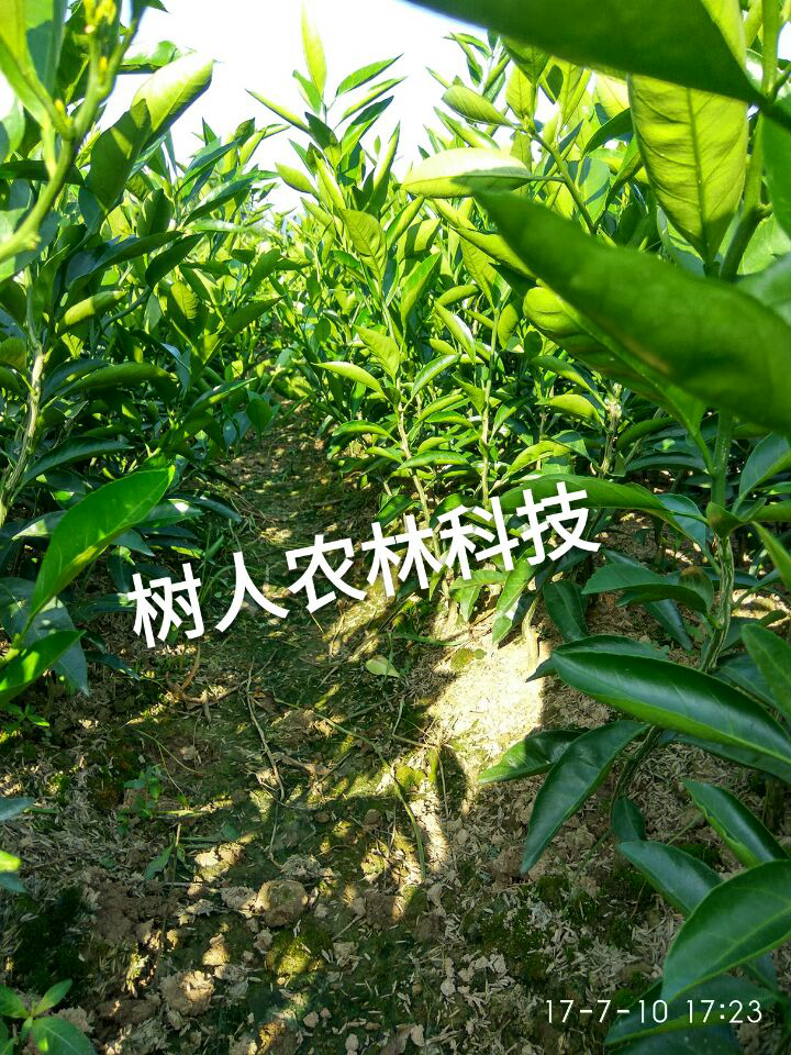 長沙市順世農林科技有限公司,湖(hú)南(nán)柑橘品種銷售,中國(guó)果樹(shù)網,常綠(lǜ)果樹(shù)類哪裡(lǐ)好(hǎo)