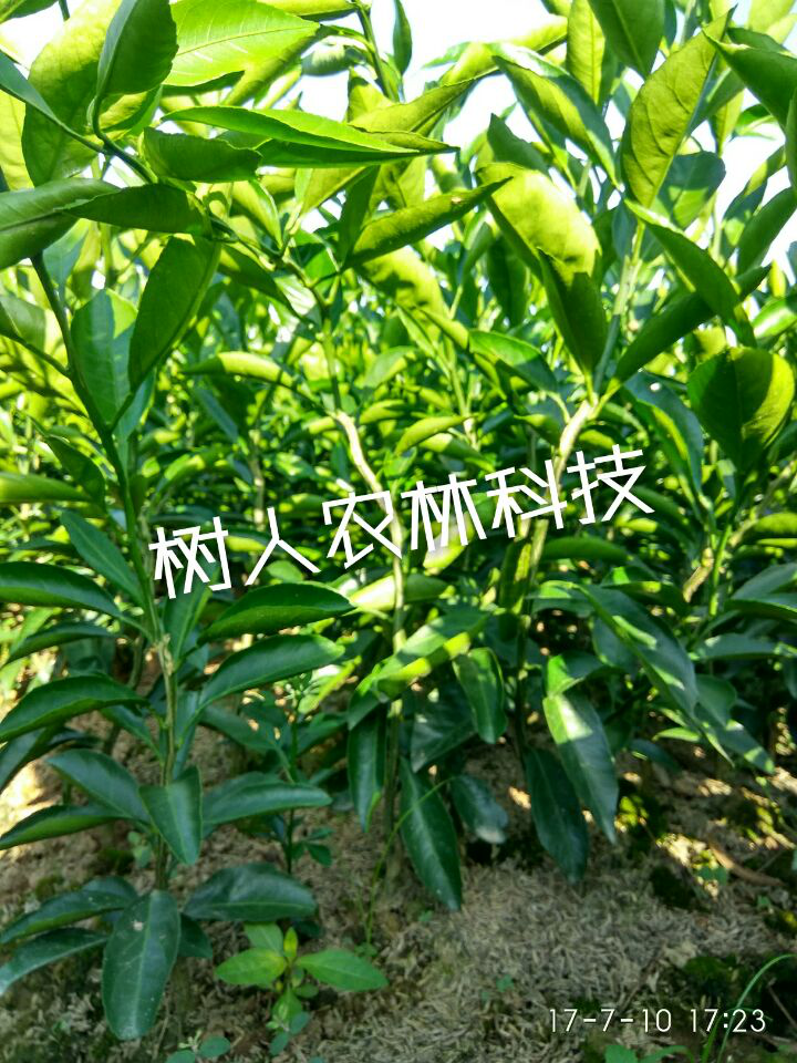 長沙市順世農林科技有限公司,湖(hú)南(nán)柑橘品種銷售,中國(guó)果樹(shù)網,常綠(lǜ)果樹(shù)類哪裡(lǐ)好(hǎo)