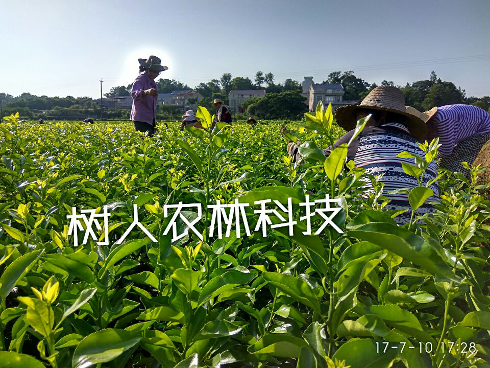 長沙市順世農林科技有限公司,湖(hú)南(nán)柑橘品種銷售,中國(guó)果樹(shù)網,常綠(lǜ)果樹(shù)類哪裡(lǐ)好(hǎo)
