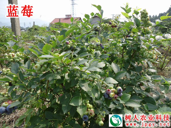 長沙市順世農林科技有限公司,湖(hú)南(nán)柑橘品種銷售,中國(guó)果樹(shù)網,常綠(lǜ)果樹(shù)類哪裡(lǐ)好(hǎo)