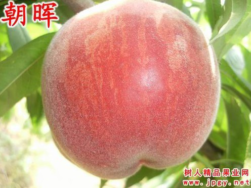 特種栽培技(jì)術(shù)