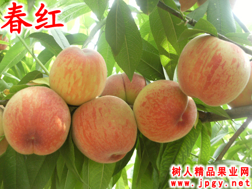 特種栽培技(jì)術(shù)