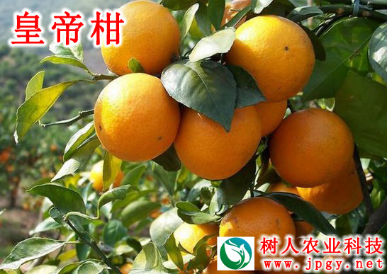 特種栽培技(jì)術(shù) 特種栽培技(jì)術(shù)