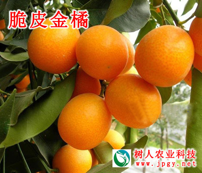 特種栽培技(jì)術(shù)