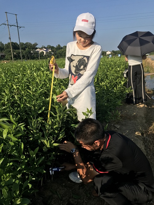 彩色油菜花(huā)的(de)研究與開(kāi)發推廣
