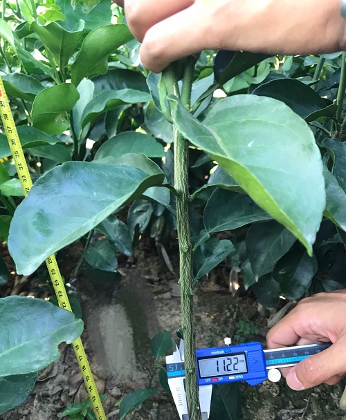 彩色油菜花(huā)的(de)研究與開(kāi)發推廣