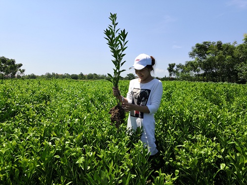 彩色油菜花(huā)的(de)研究與開(kāi)發推廣