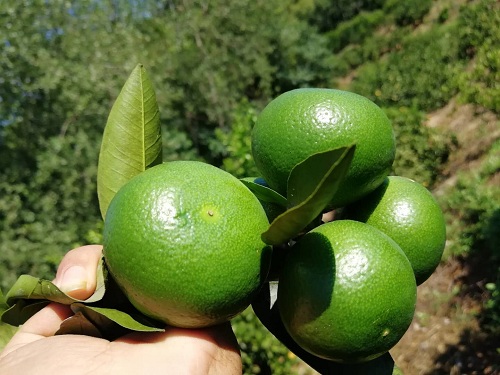 彩色油菜花(huā)的(de)研究與開(kāi)發推廣