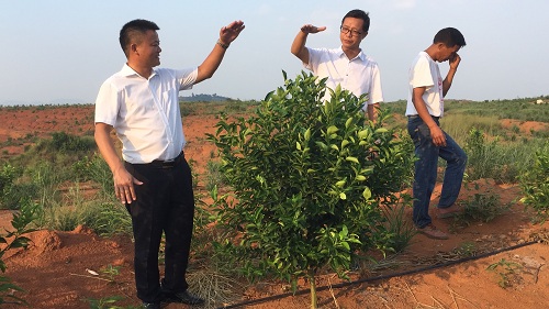 彩色油菜花(huā)的(de)研究與開(kāi)發推廣