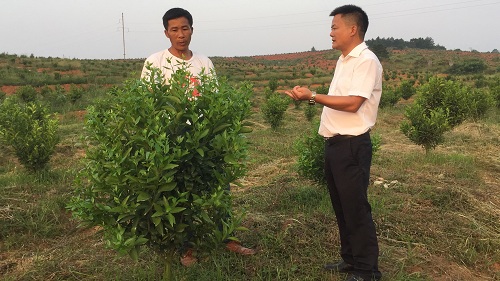 彩色油菜花(huā)的(de)研究與開(kāi)發推廣
