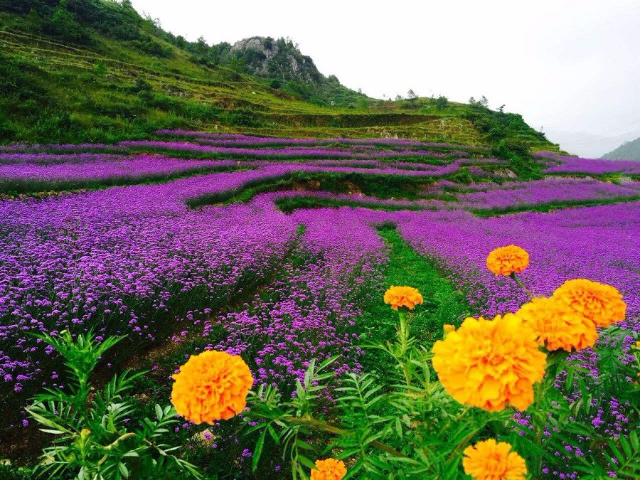 彩色油菜花(huā)的(de)研究與開(kāi)發推廣