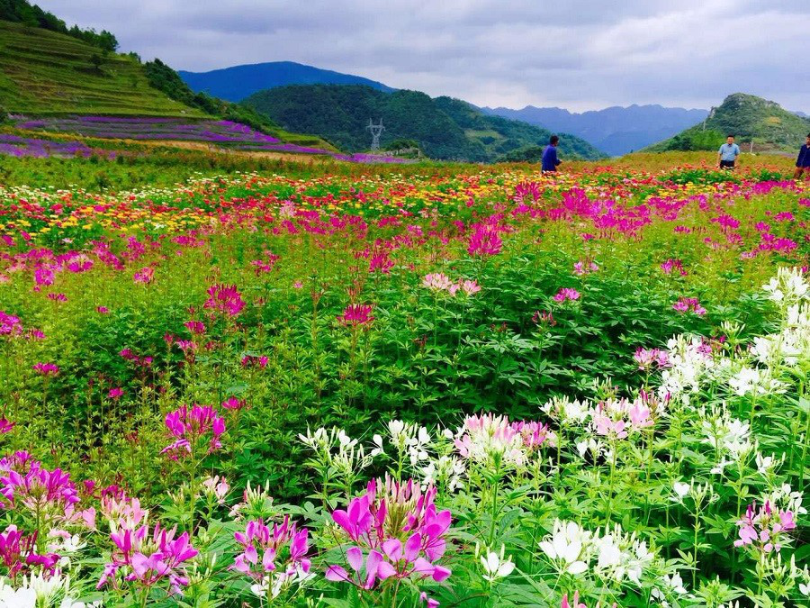 彩色油菜花(huā)的(de)研究與開(kāi)發推廣