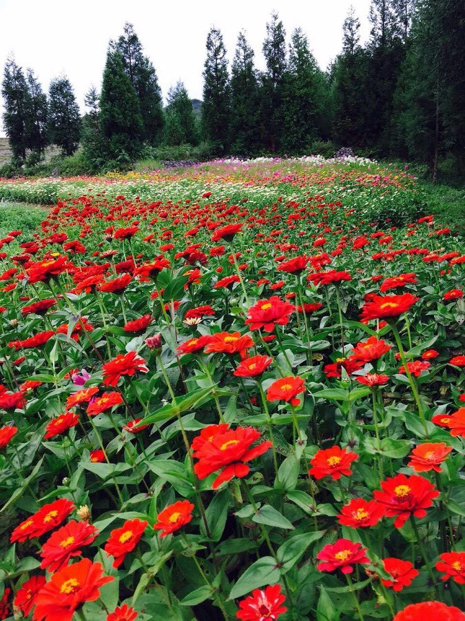 彩色油菜花(huā)的(de)研究與開(kāi)發推廣