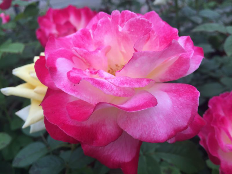 彩色油菜花(huā)的(de)研究與開(kāi)發推廣