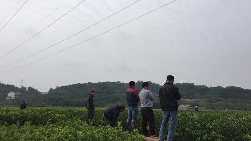 彩色油菜花(huā)的(de)研究與開(kāi)發推廣