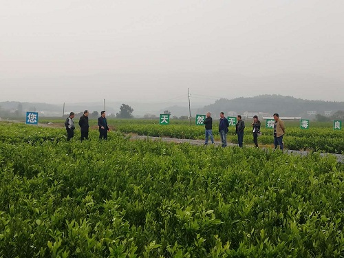彩色油菜花(huā)的(de)研究與開(kāi)發推廣
