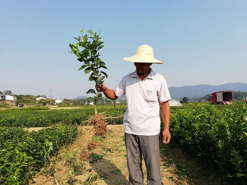 彩色油菜花(huā)的(de)研究與開(kāi)發推廣