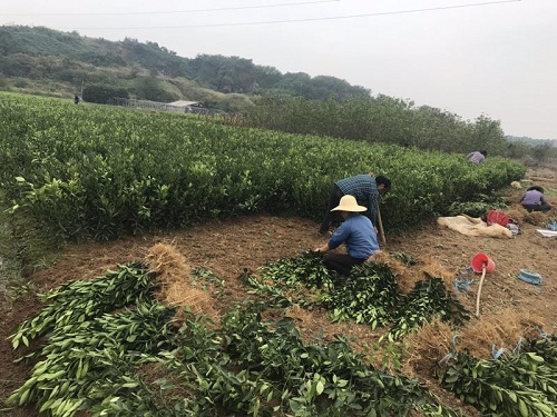彩色油菜花(huā)的(de)研究與開(kāi)發推廣