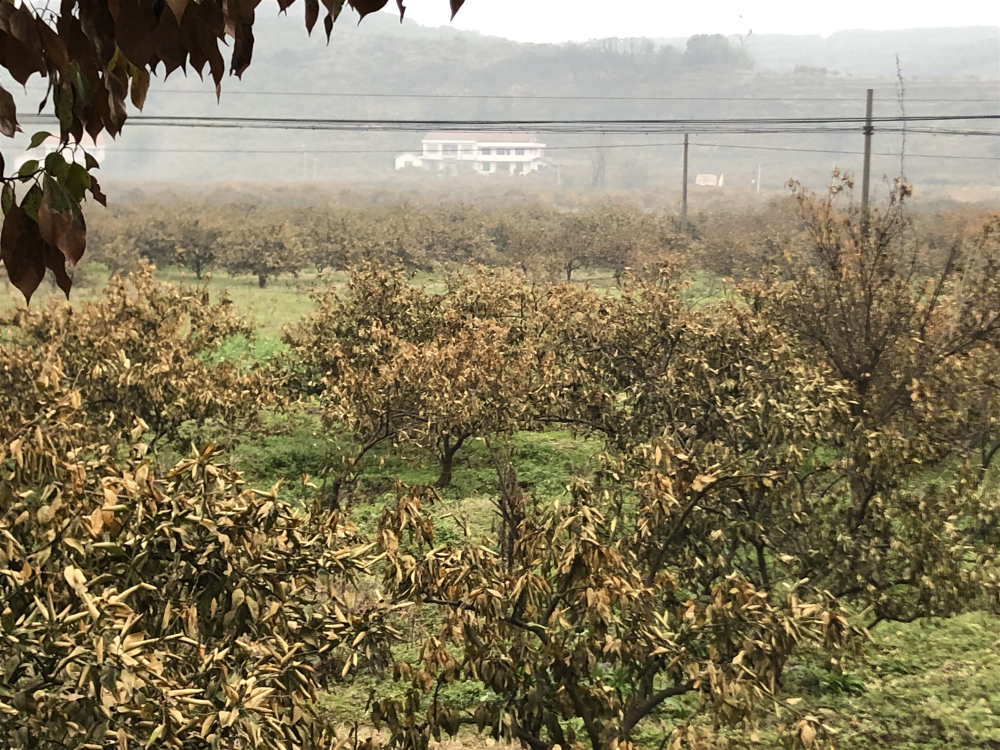 長沙市順世農林科技有限公司,湖(hú)南(nán)柑橘品種銷售,中國(guó)果樹(shù)網,常綠(lǜ)果樹(shù)類哪裡(lǐ)好(hǎo)