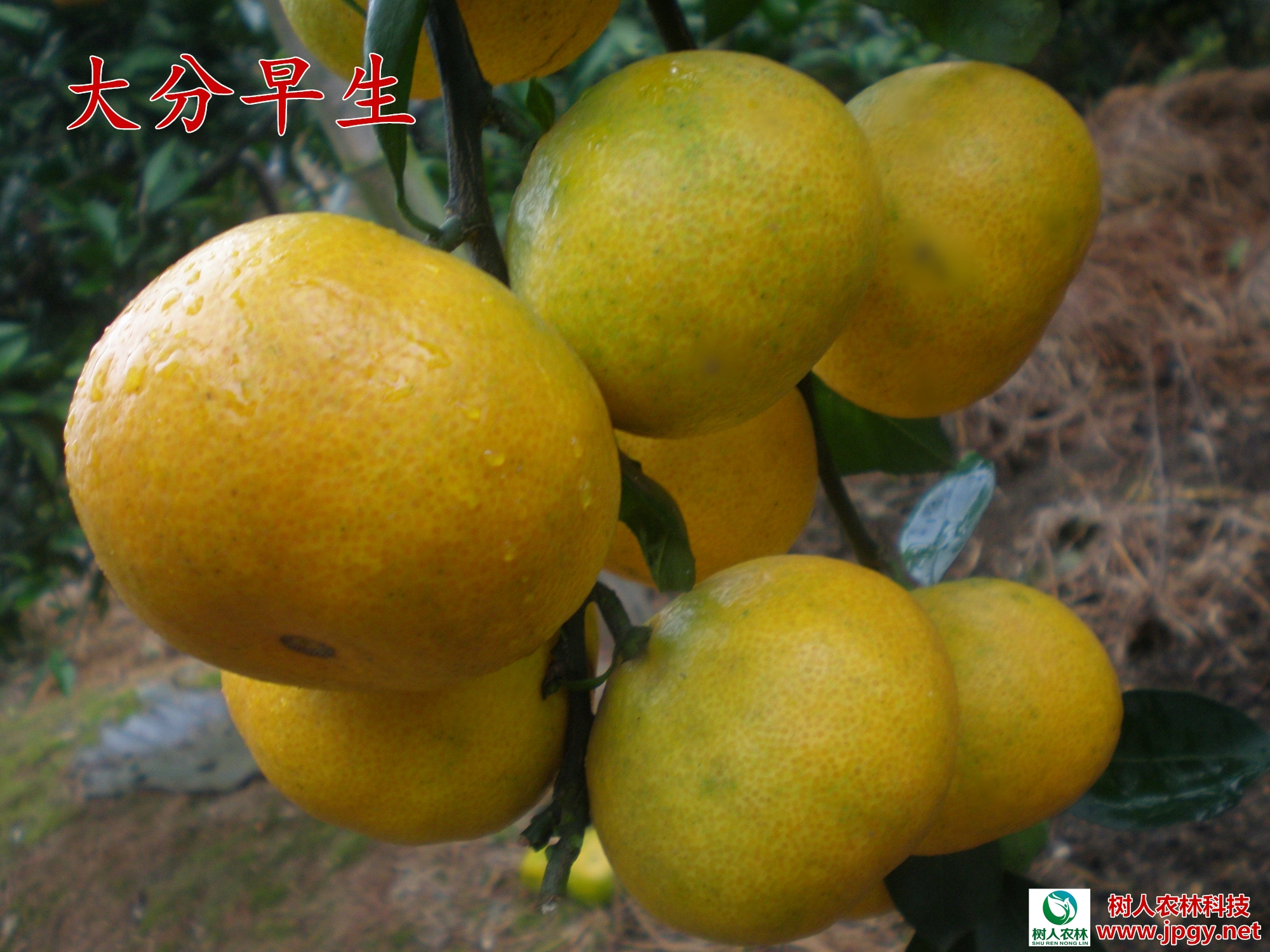 長沙市順世農林科技有限公司,湖(hú)南(nán)柑橘品種銷售,中國(guó)果樹(shù)網,常綠(lǜ)果樹(shù)類哪裡(lǐ)好(hǎo)