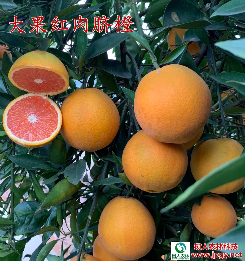 長沙市順世農林科技有限公司,湖(hú)南(nán)柑橘品種銷售,中國(guó)果樹(shù)網,常綠(lǜ)果樹(shù)類哪裡(lǐ)好(hǎo)