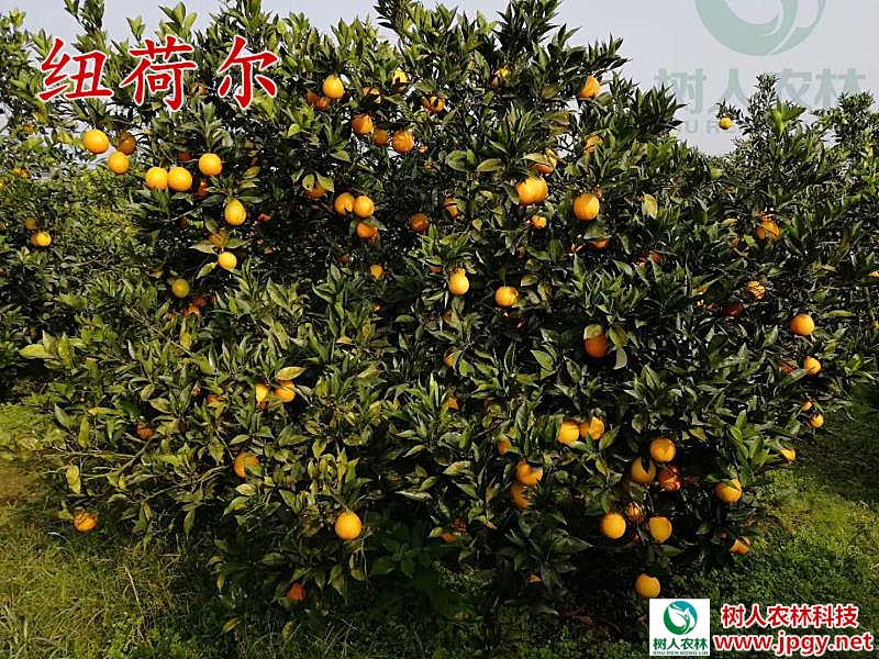 長沙市順世農林科技有限公司,湖(hú)南(nán)柑橘品種銷售,中國(guó)果樹(shù)網,常綠(lǜ)果樹(shù)類哪裡(lǐ)好(hǎo)