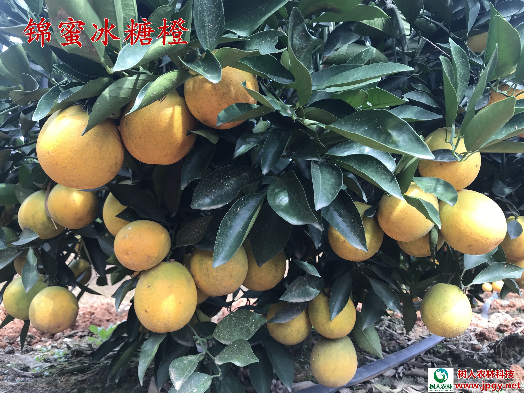 長沙市順世農林科技有限公司,湖(hú)南(nán)柑橘品種銷售,中國(guó)果樹(shù)網,常綠(lǜ)果樹(shù)類哪裡(lǐ)好(hǎo)
