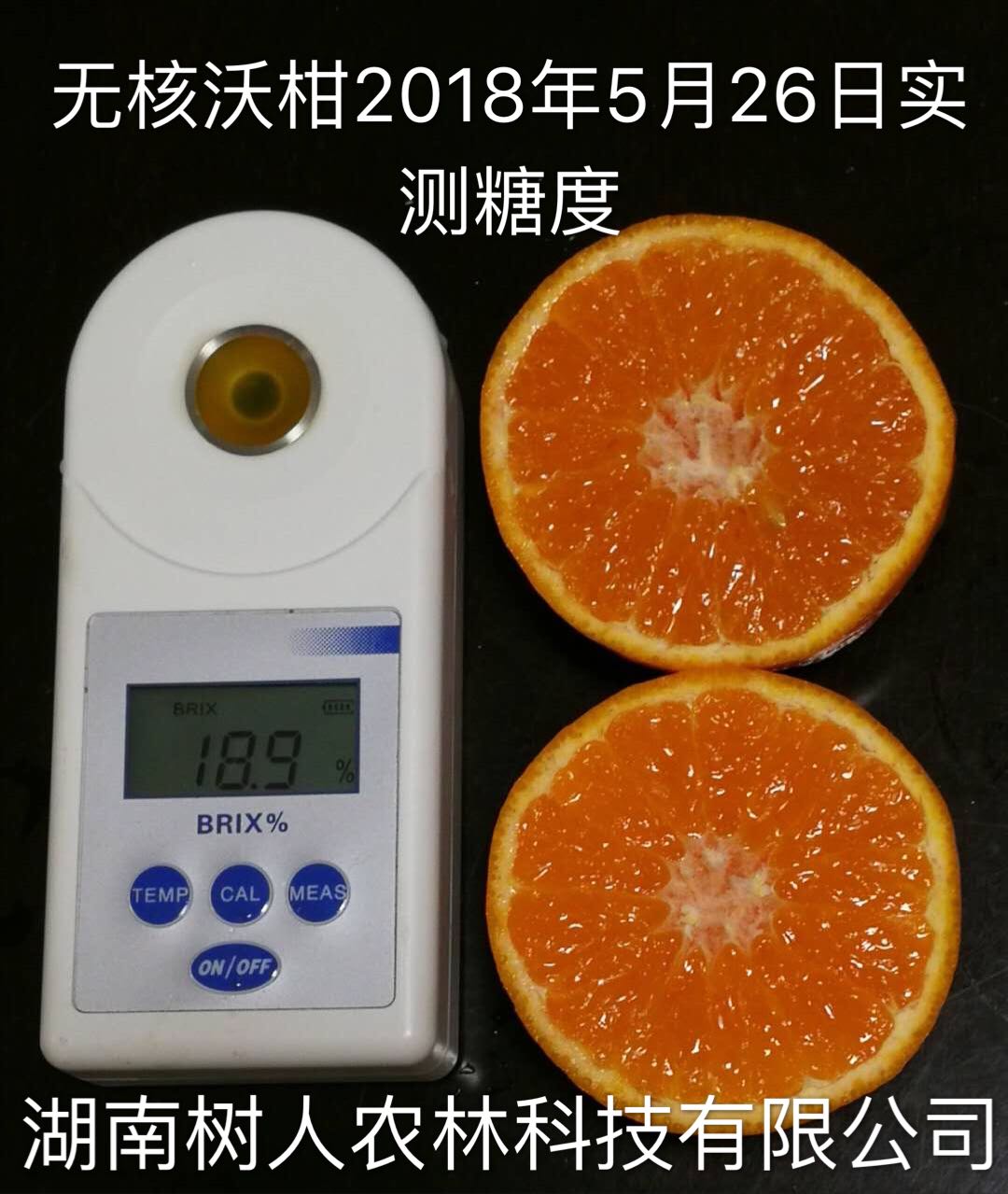 長沙市順世農林科技有限公司,湖(hú)南(nán)柑橘品種銷售,中國(guó)果樹(shù)網,常綠(lǜ)果樹(shù)類哪裡(lǐ)好(hǎo)