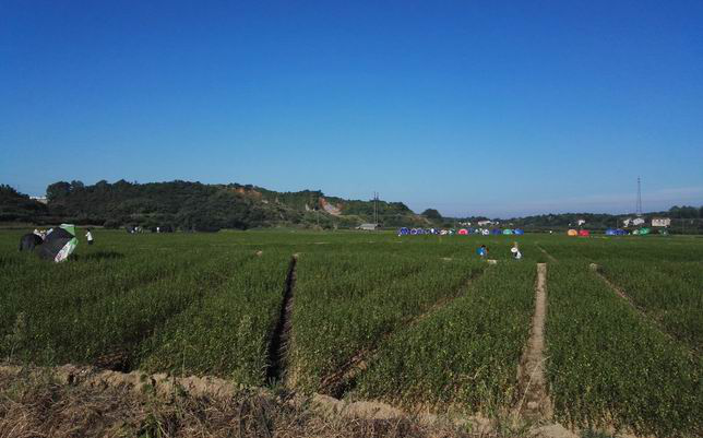 長沙市順世農林科技有限公司,湖(hú)南(nán)柑橘品種銷售,中國(guó)果樹(shù)網,常綠(lǜ)果樹(shù)類哪裡(lǐ)好(hǎo)