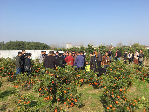 長沙市順世農林科技有限公司,湖(hú)南(nán)柑橘品種銷售,中國(guó)果樹(shù)網,常綠(lǜ)果樹(shù)類哪裡(lǐ)好(hǎo)