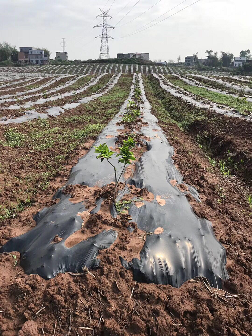 長沙市順世農林科技有限公司,湖(hú)南(nán)柑橘品種銷售,中國(guó)果樹(shù)網,常綠(lǜ)果樹(shù)類哪裡(lǐ)好(hǎo)