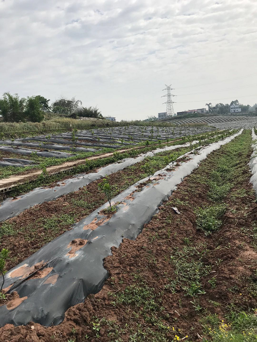 長沙市順世農林科技有限公司,湖(hú)南(nán)柑橘品種銷售,中國(guó)果樹(shù)網,常綠(lǜ)果樹(shù)類哪裡(lǐ)好(hǎo)