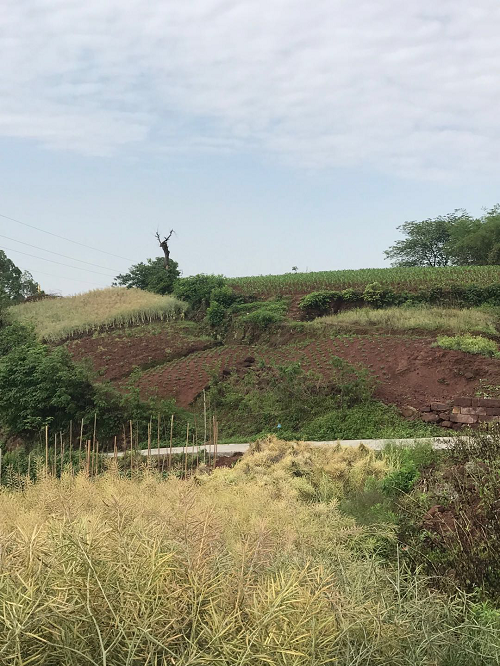 長沙市順世農林科技有限公司,湖(hú)南(nán)柑橘品種銷售,中國(guó)果樹(shù)網,常綠(lǜ)果樹(shù)類哪裡(lǐ)好(hǎo)