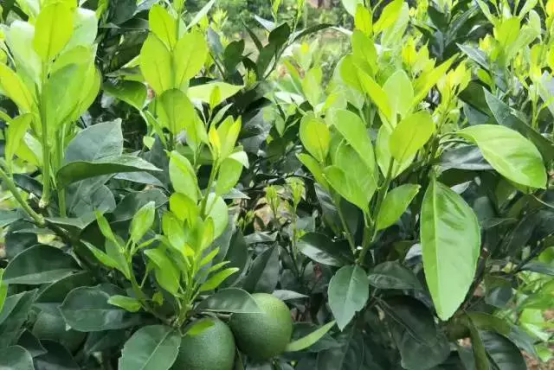 長沙市順世農林科技有限公司,湖(hú)南(nán)柑橘品種銷售,中國(guó)果樹(shù)網,常綠(lǜ)果樹(shù)類哪裡(lǐ)好(hǎo)