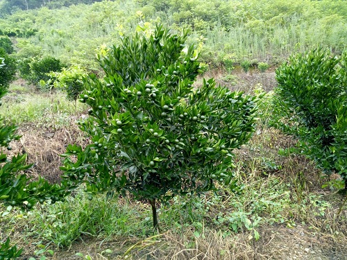 柑橘九月(yuè)管理(lǐ)要(yào)點