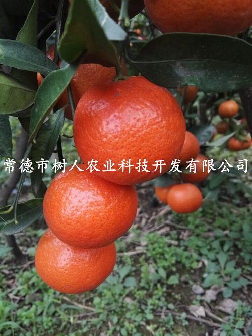 長沙市順世農林科技有限公司,湖(hú)南(nán)柑橘品種銷售,中國(guó)果樹(shù)網,常綠(lǜ)果樹(shù)類哪裡(lǐ)好(hǎo)