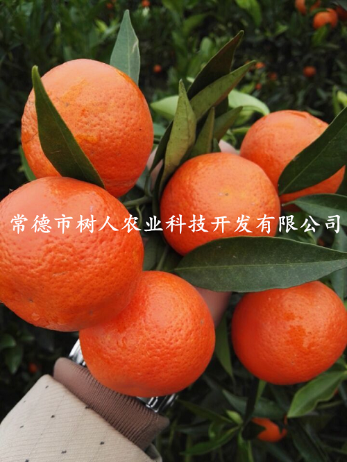 長沙市順世農林科技有限公司,湖(hú)南(nán)柑橘品種銷售,中國(guó)果樹(shù)網,常綠(lǜ)果樹(shù)類哪裡(lǐ)好(hǎo)